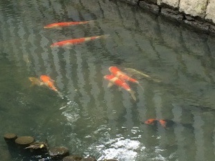 船路川の鯉